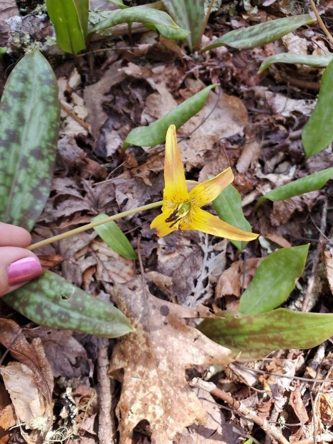 Erythronium umbilicatum flower