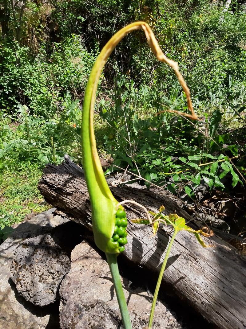 Dracunculus canariensis fruit