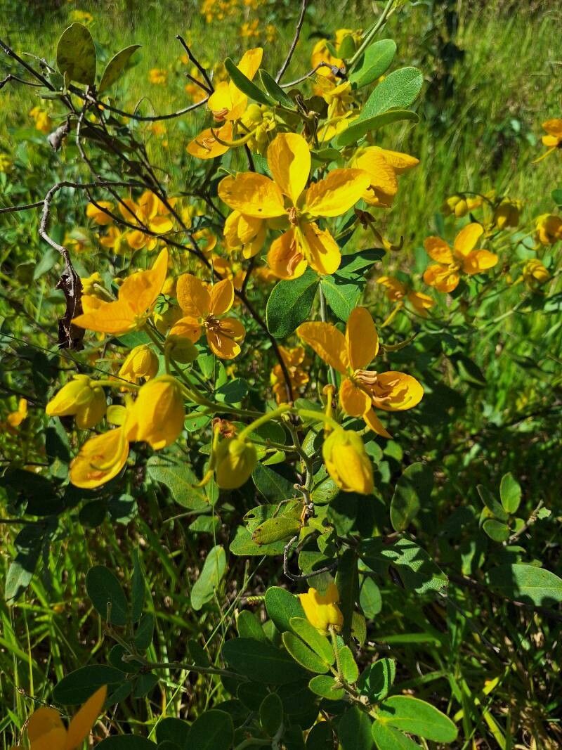 Senna rugosa habit