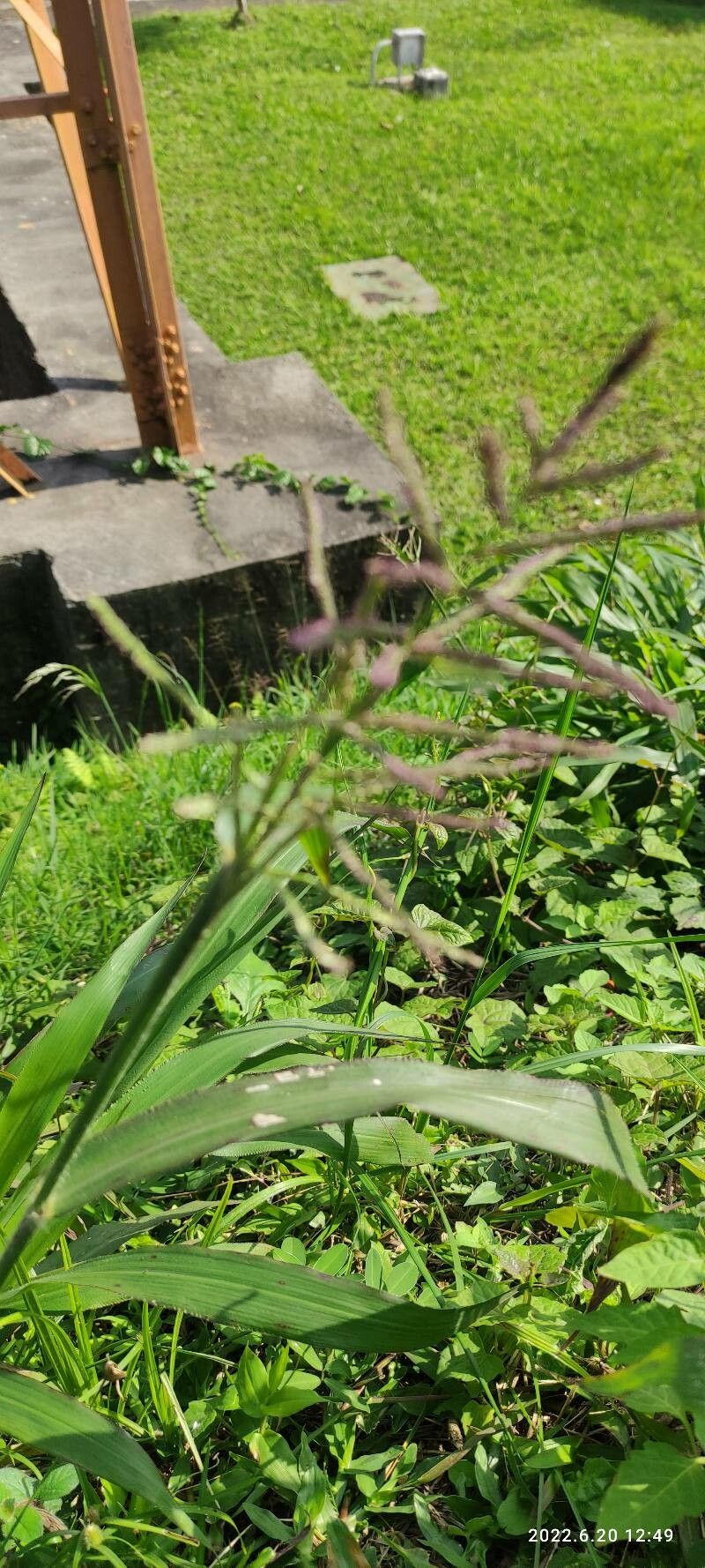 Paspalum paniculatum flower