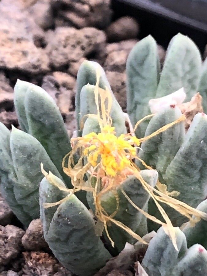 Glottiphyllum oligocarpum flower