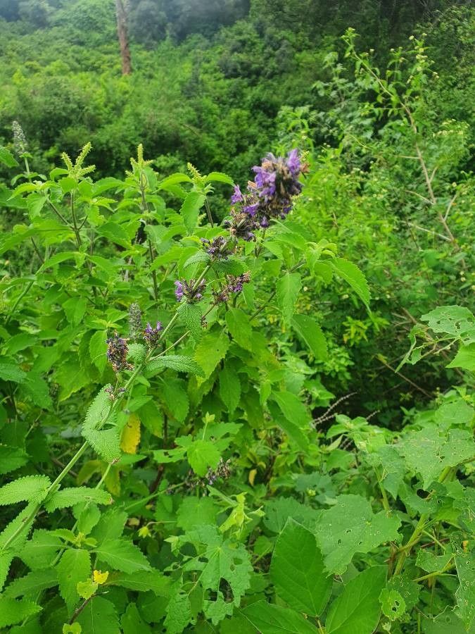 Nepeta azurea flower