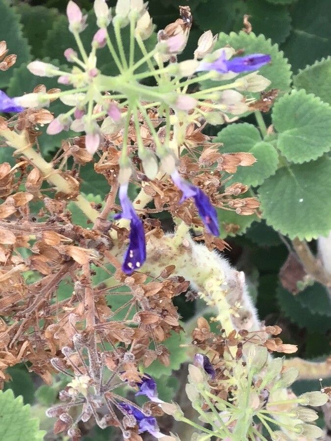 Coleus burorum flower