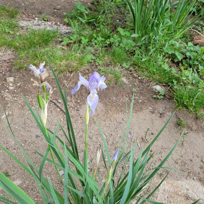 Iris missouriensis flower
