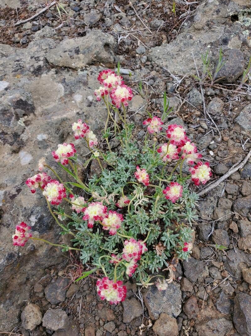 Eriogonum thymoides — search result for 'Eriogonum'