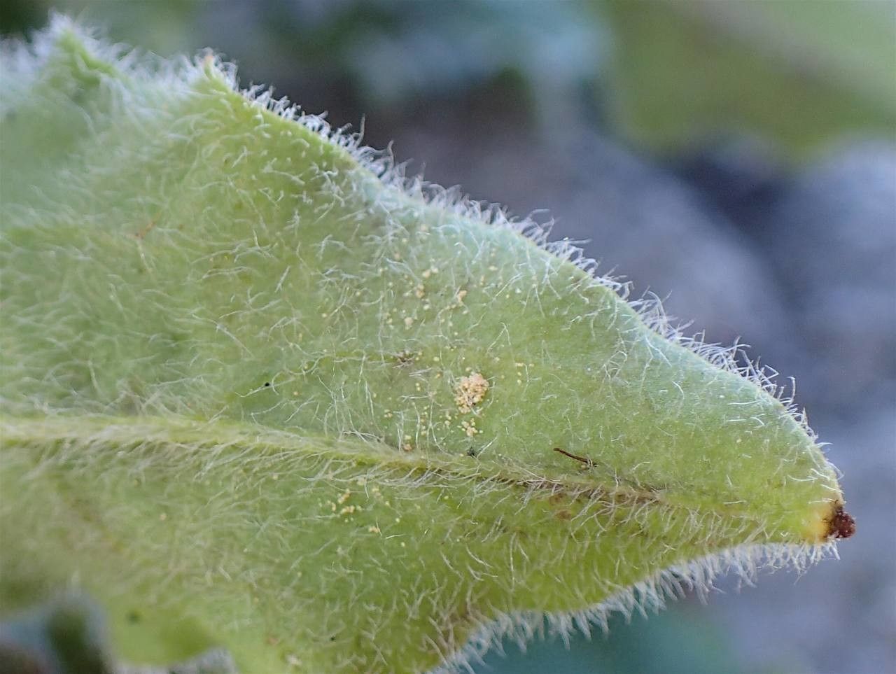 Hieracium pilosum fruit