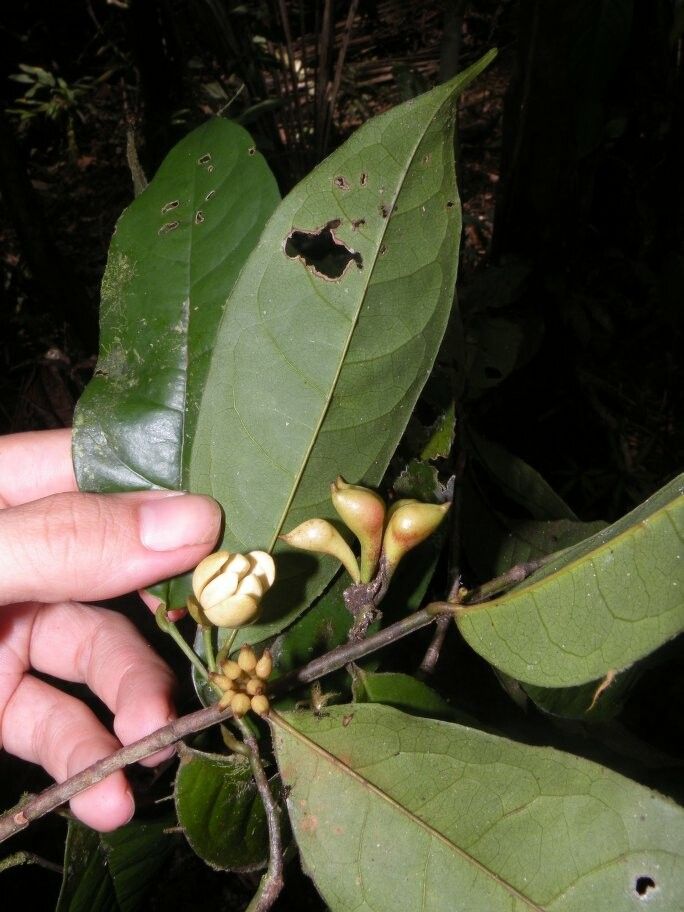 Anaxagorea brevipes fruit