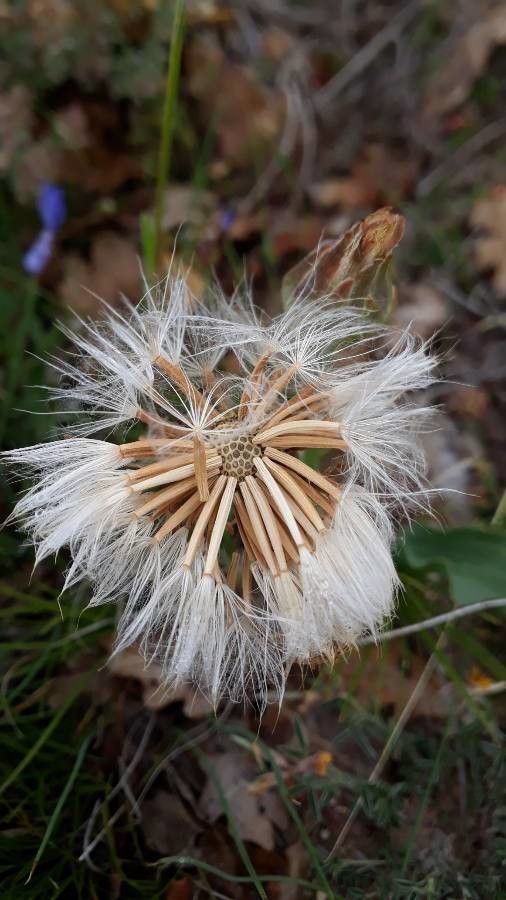 Scorzonera austriaca fruit