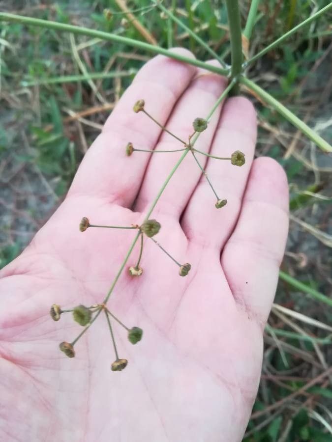 Alisma lanceolatum fruit