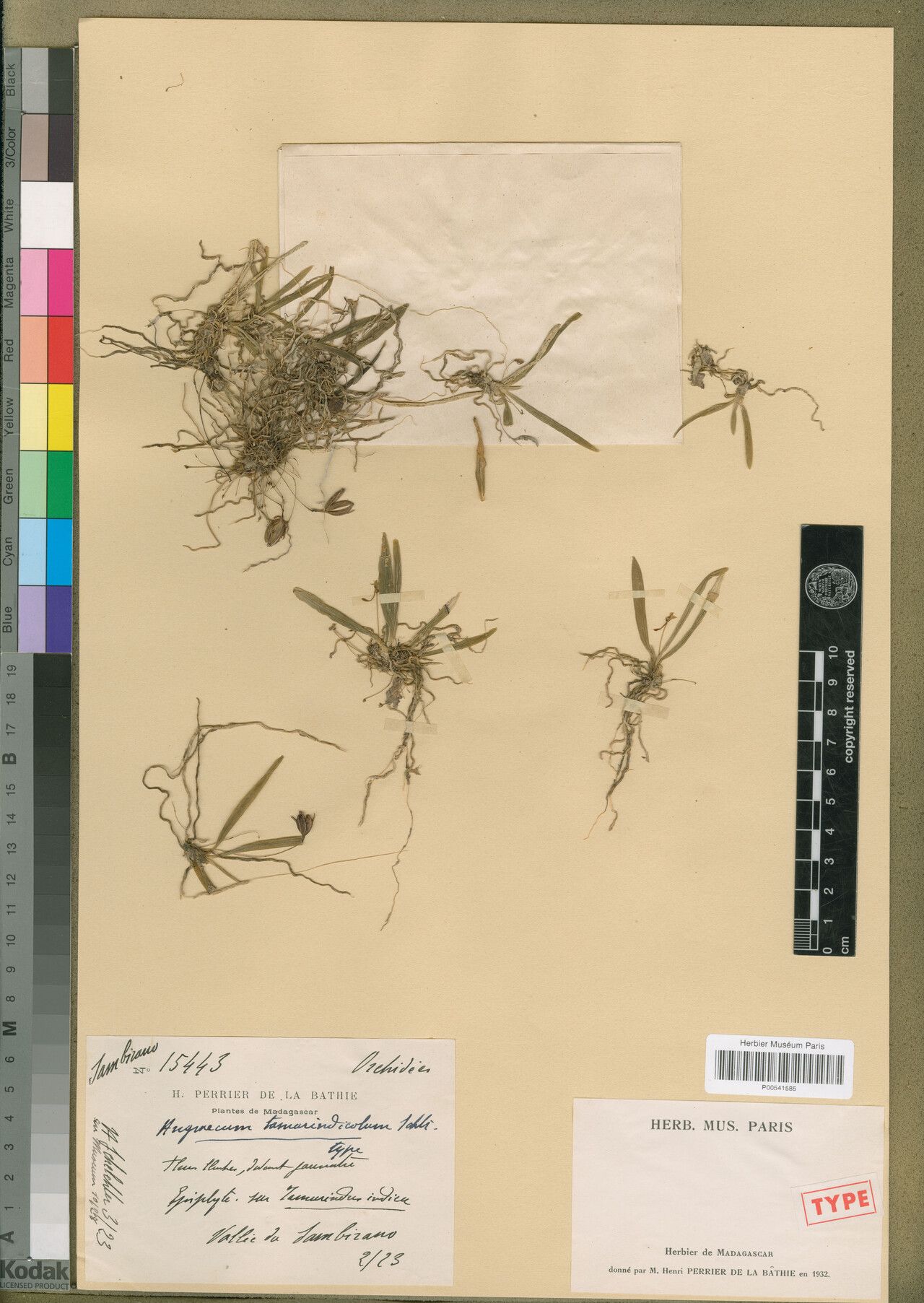 Angraecum tamarindicola — houseplant care guide