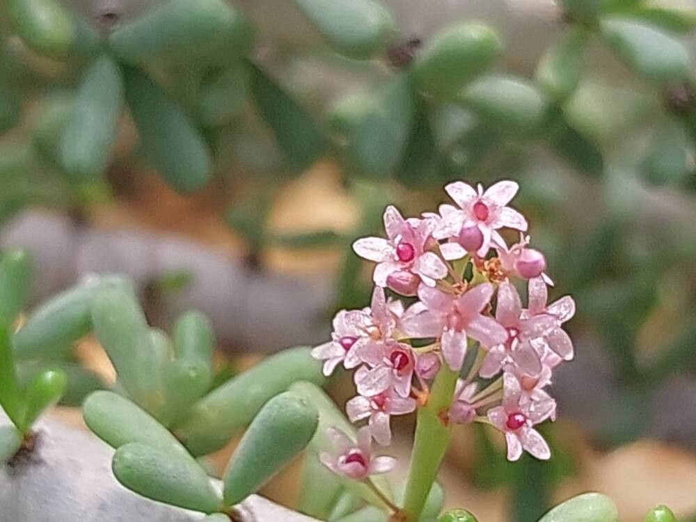 Portulacaria namaquensis flower