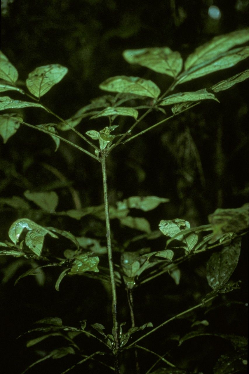 Diospyros matheriana bark