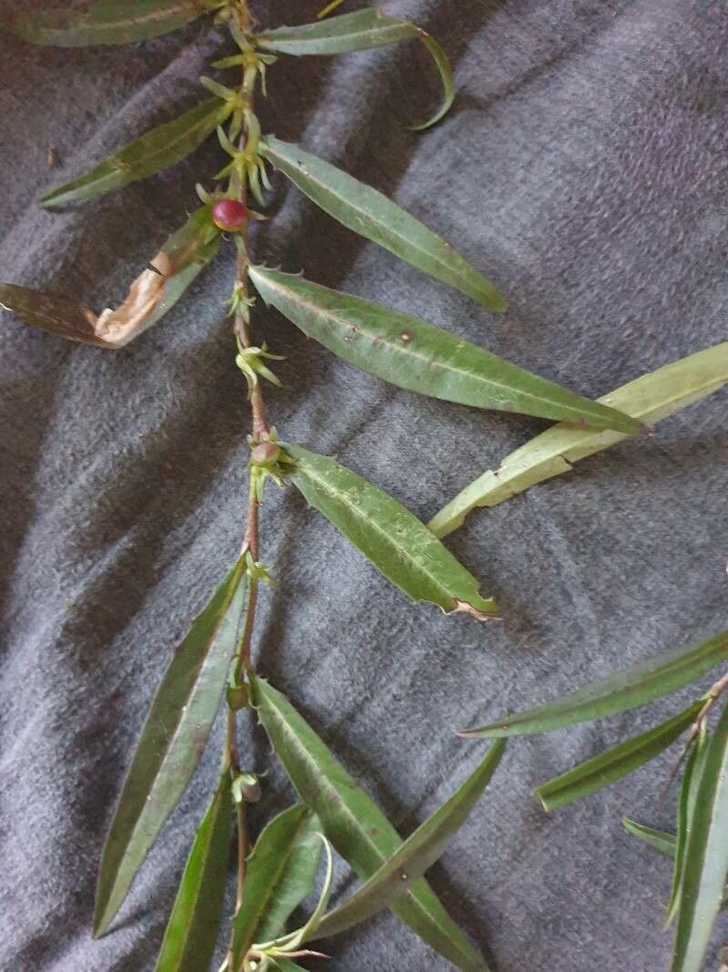 Eremophila debilis — search result for 'Scrophulariaceae'