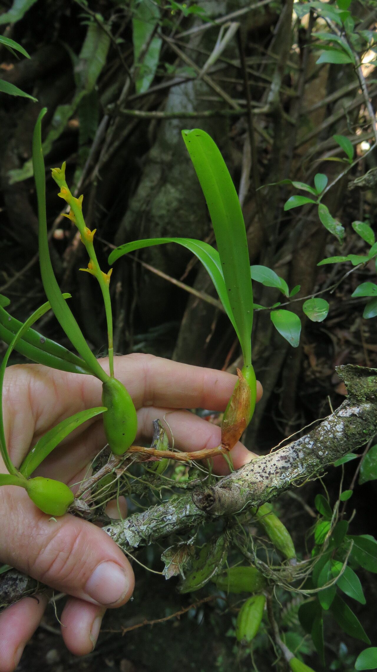 Bulbophyllum coccinatum habit