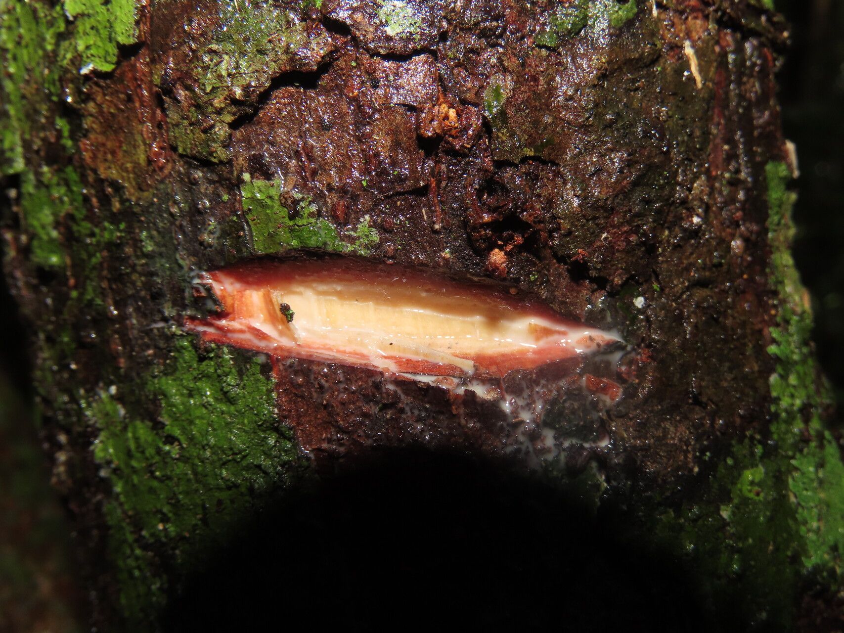 Pouteria bracteata bark