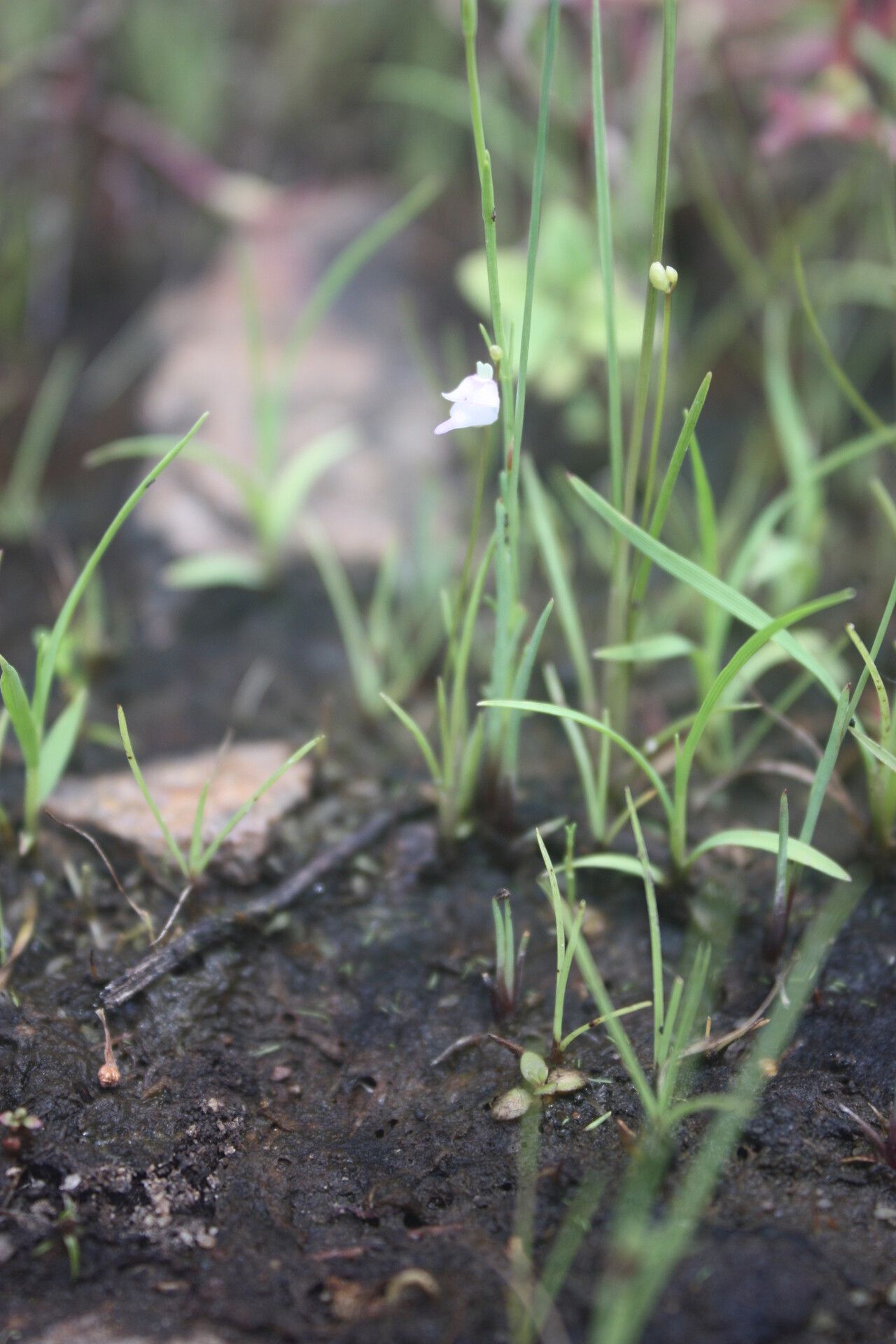 Utricularia arenaria — related species from the same genus