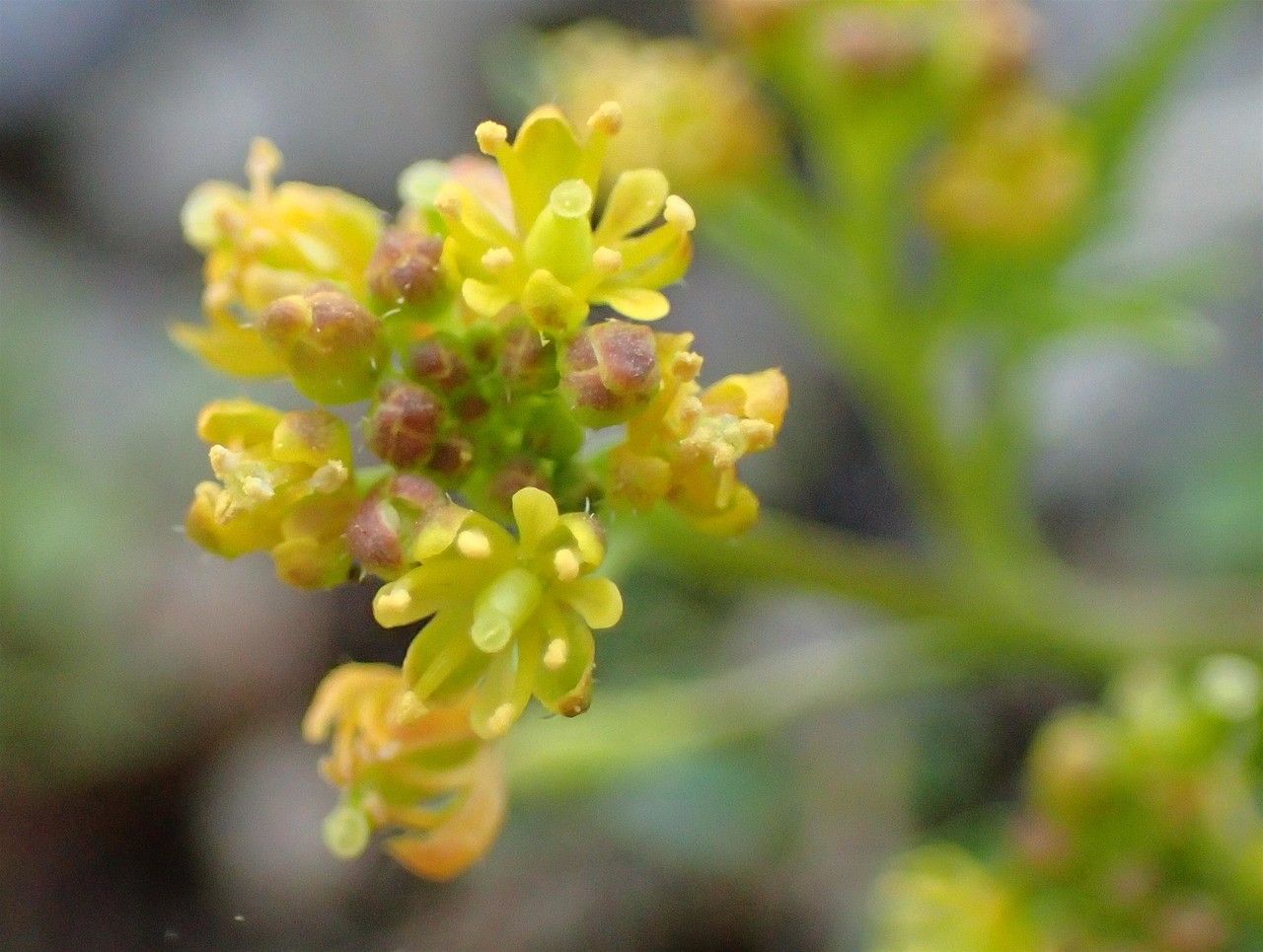 Rorippa islandica flower