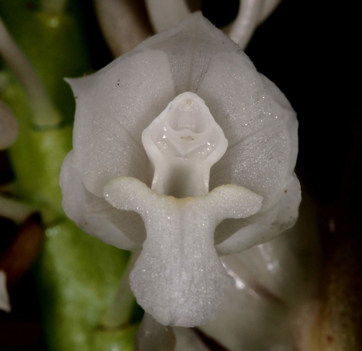 Calanthe hololeuca — houseplant care guide