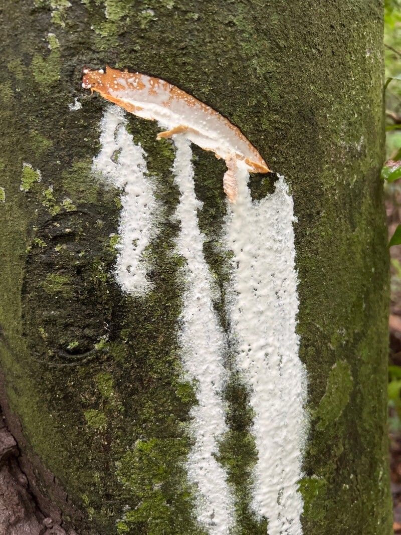 Funtumia africana bark
