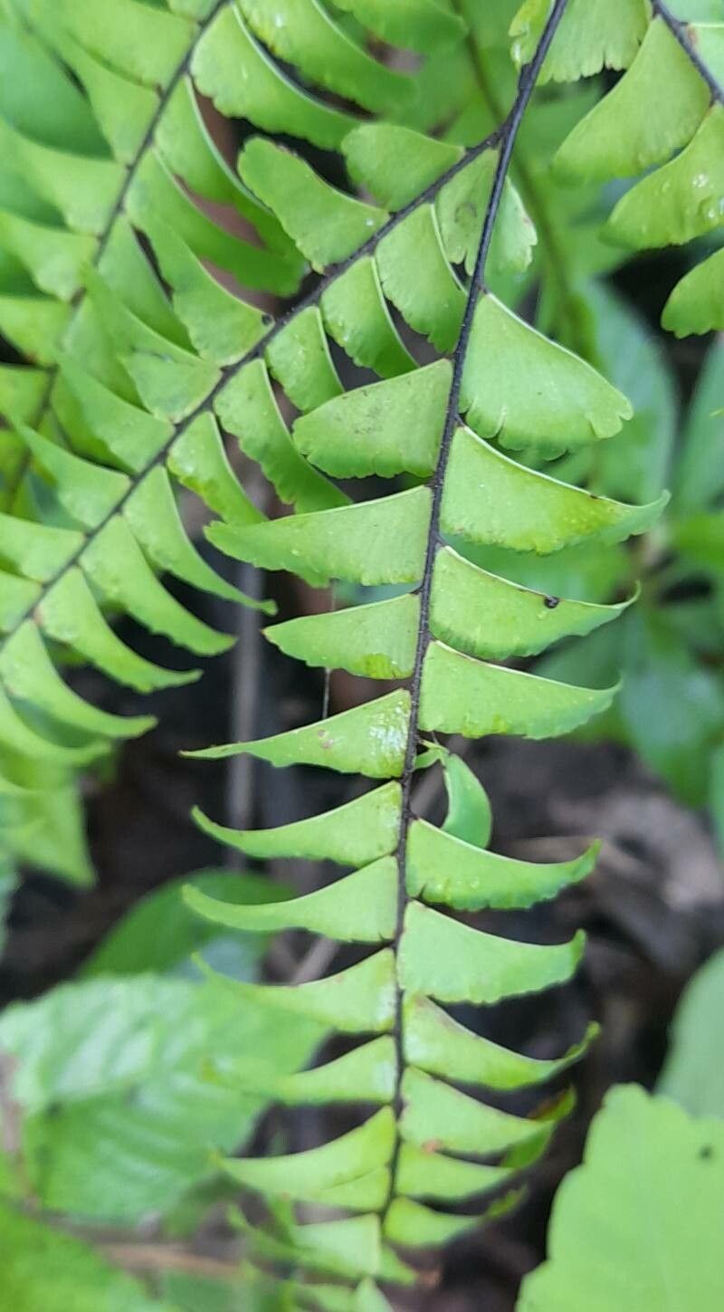 Adiantum pectinatum — houseplant care guide