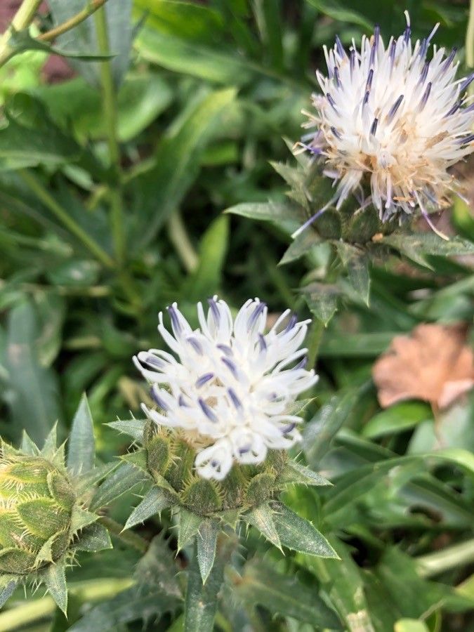 Carthamus dianius flower