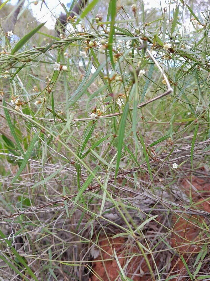 Secamone tenuifolia — houseplant care guide