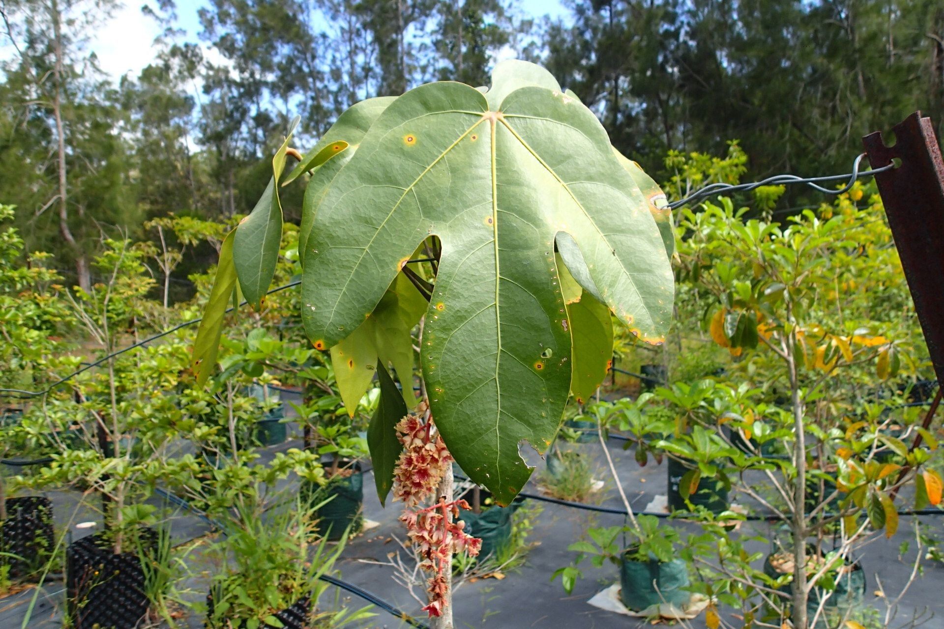 Acropogon jaffrei — houseplant care guide