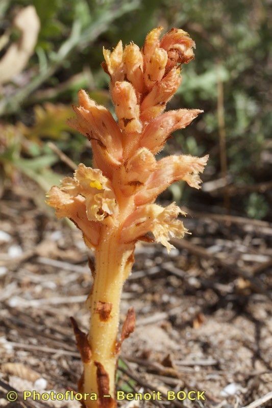 Orobanche centaurina habit