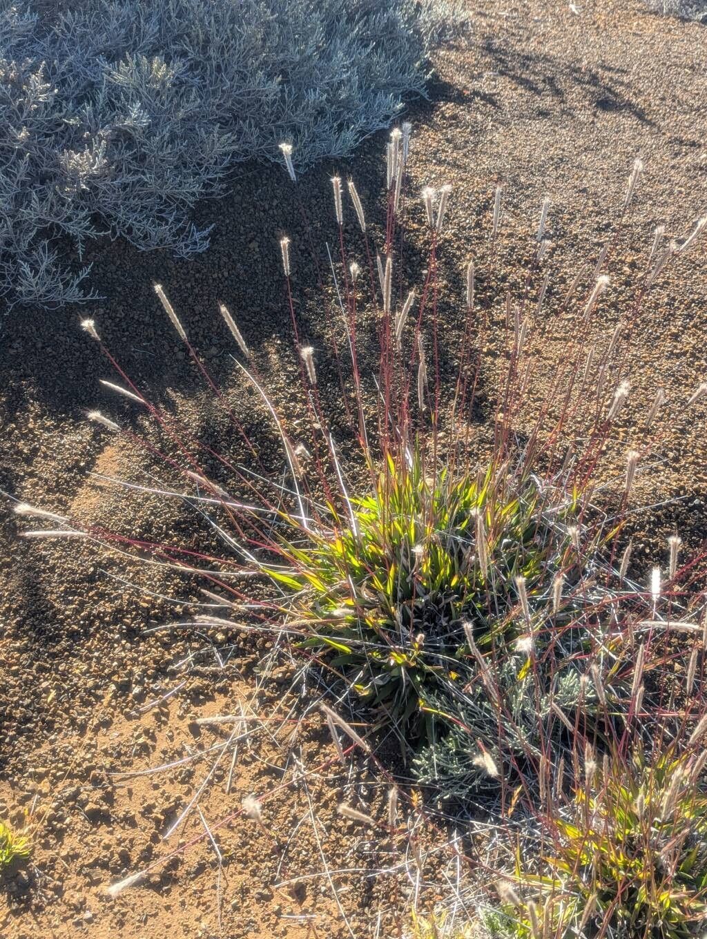 Ischaemum spathulatum habit