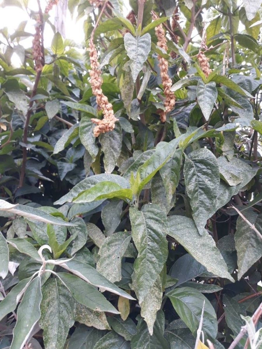 Justicia schimperiana — search result for 'Justicia'