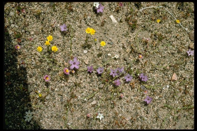 Linanthus parryae habit