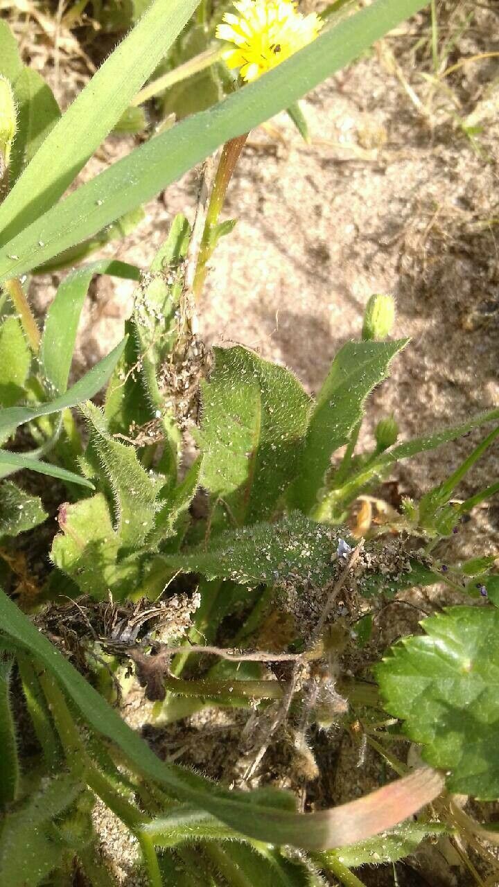 Hedypnois rhagadioloides — houseplant care guide