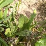 Hedypnois rhagadioloides