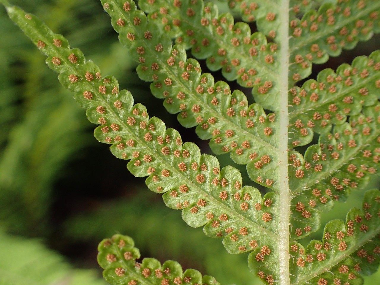 Phegopteris decursive-pinnata habit