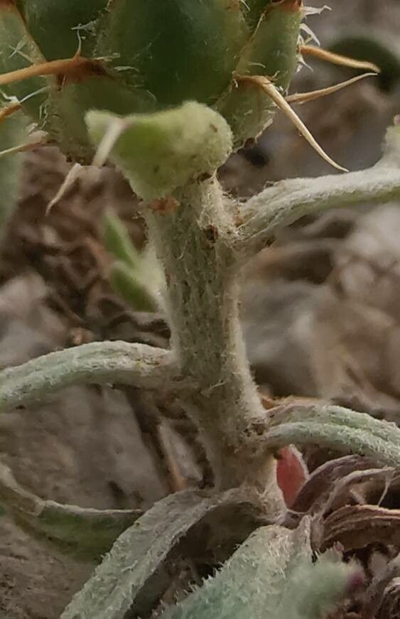 Centaurea salonitana bark