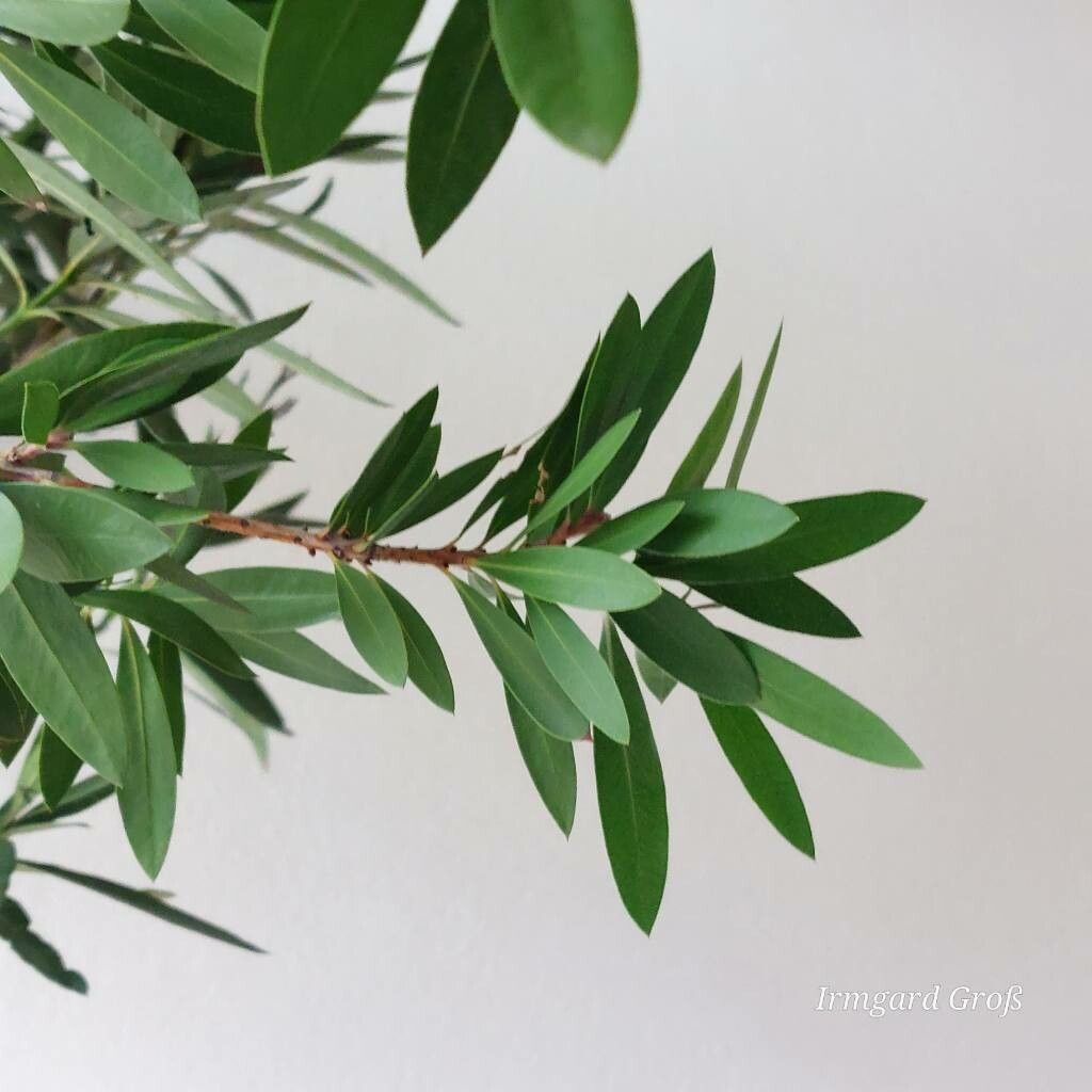 Melaleuca rugulosa — search result for 'Melaleuca'