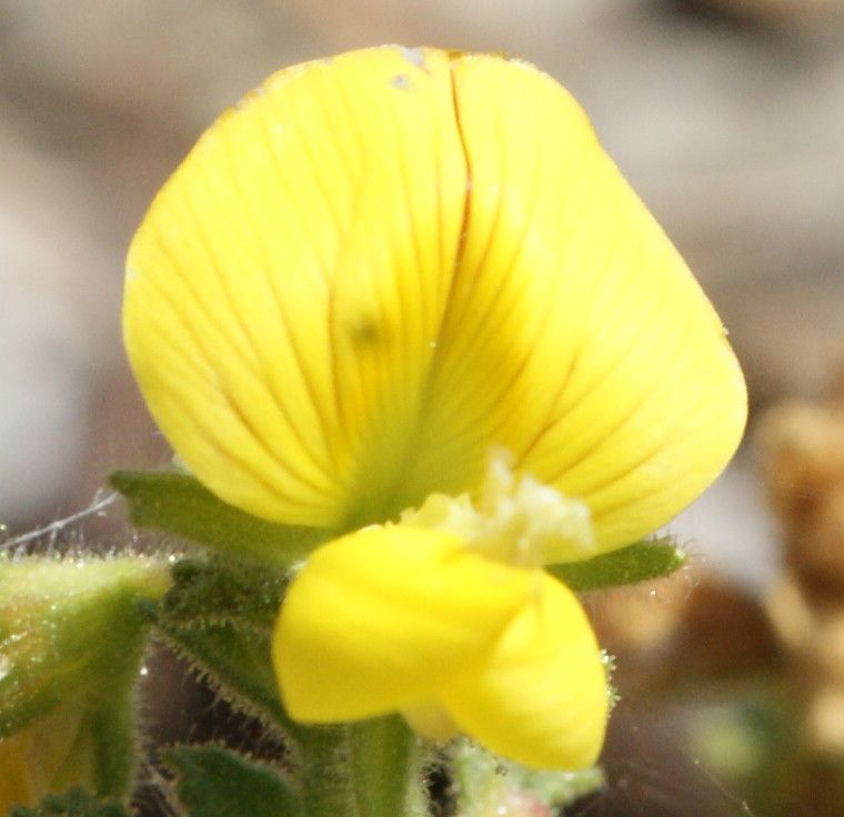 Ononis crispa flower