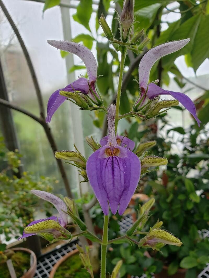 Brillantaisia cicatricosa flower