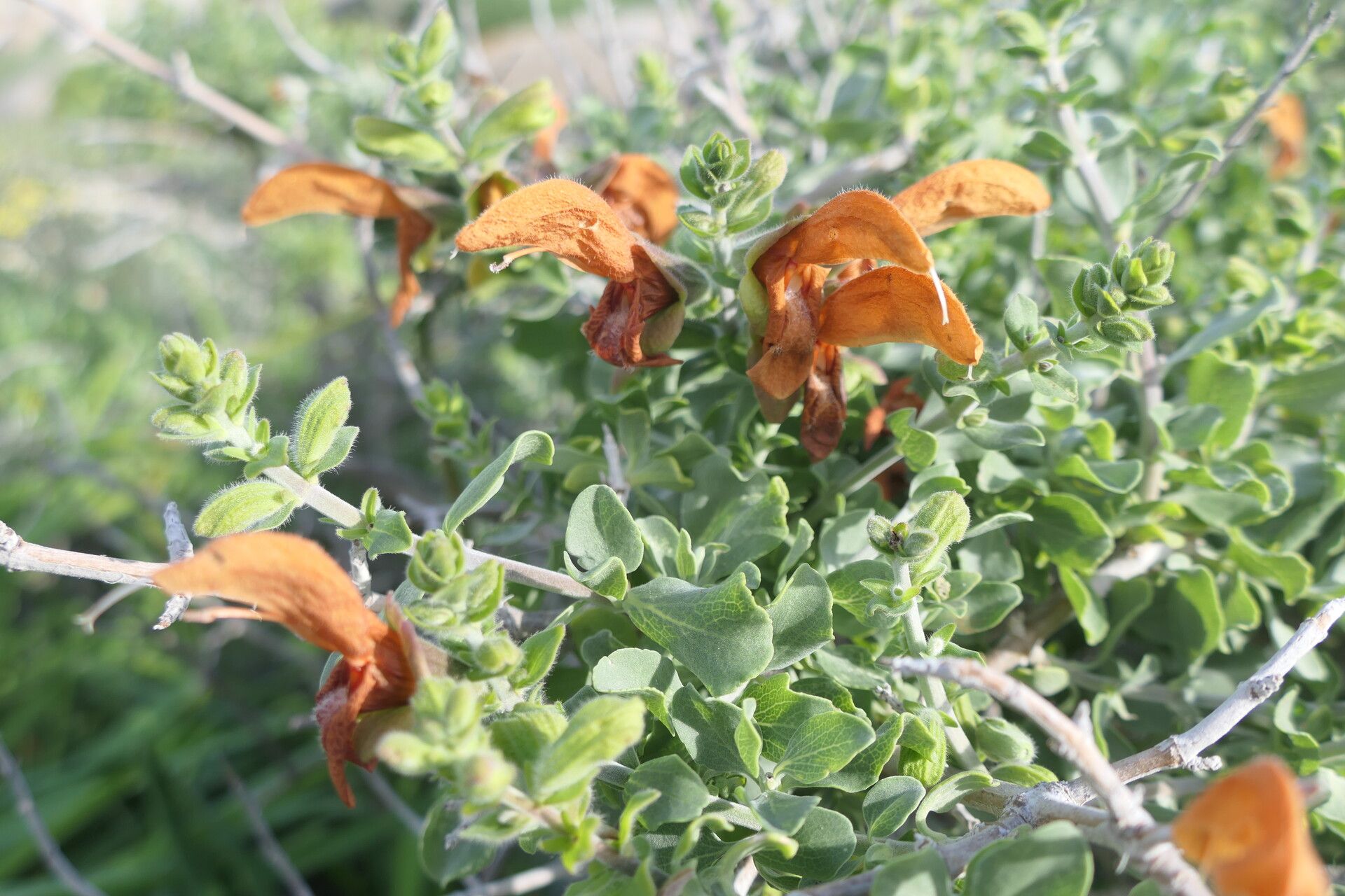 Salvia africana-lutea flower