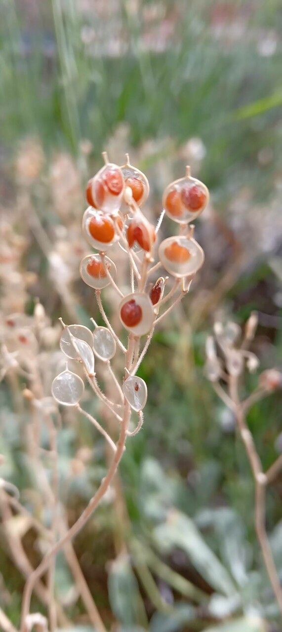 Aurinia saxatilis fruit