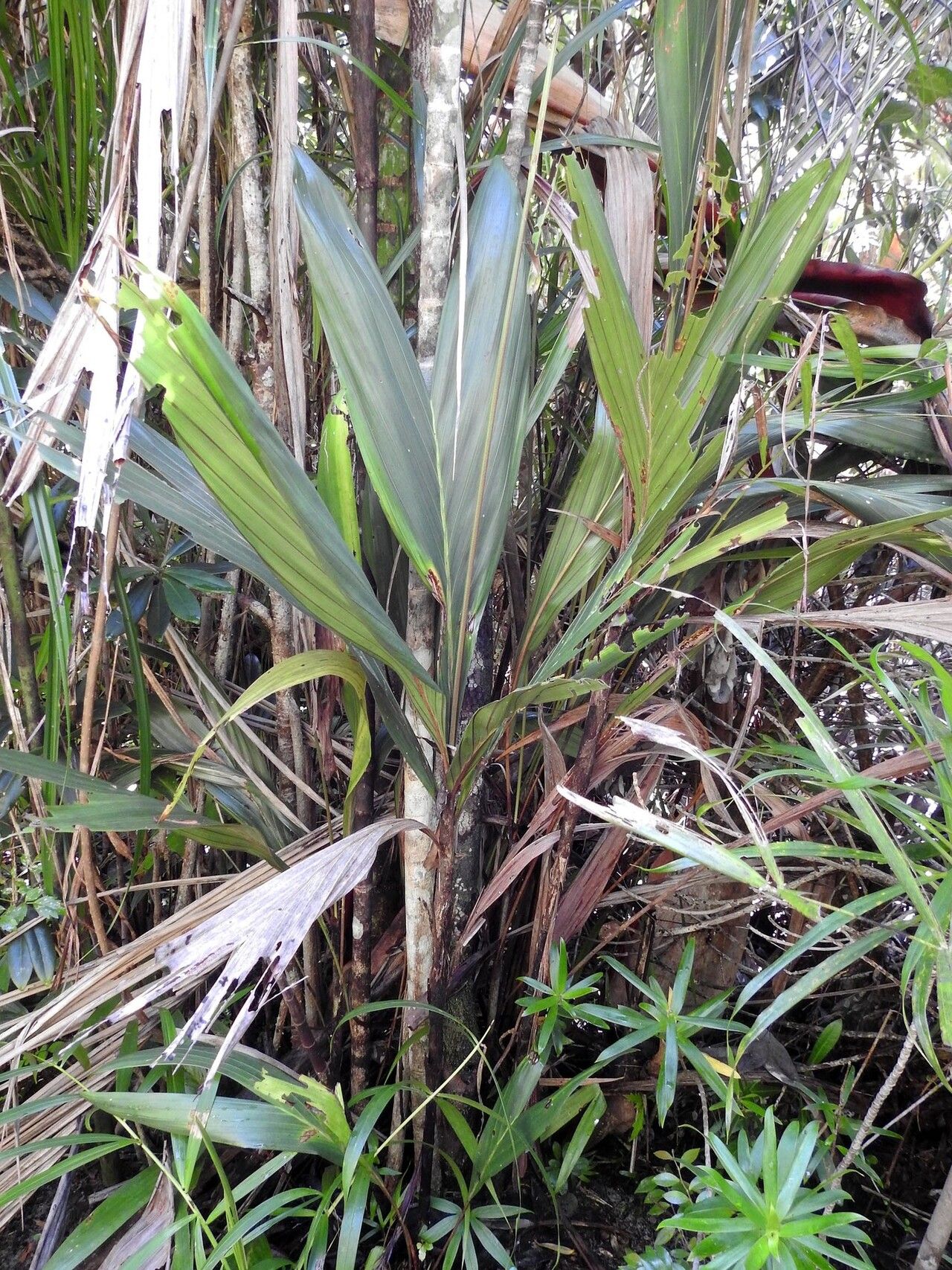 Dypsis sanctaemariae habit