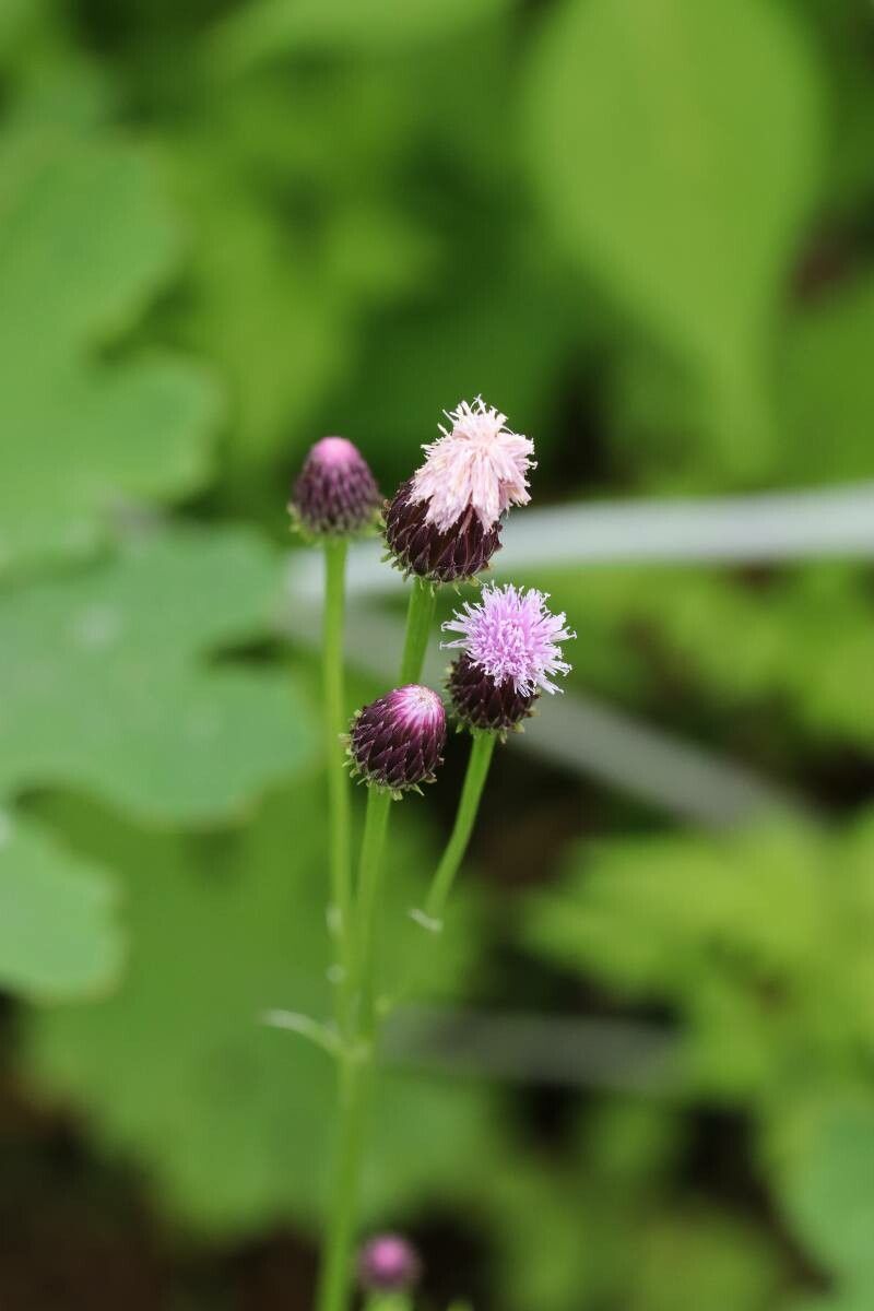 Saussurea lyrata — houseplant care guide