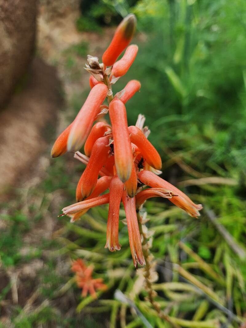 Aloe vituensis — houseplant care guide