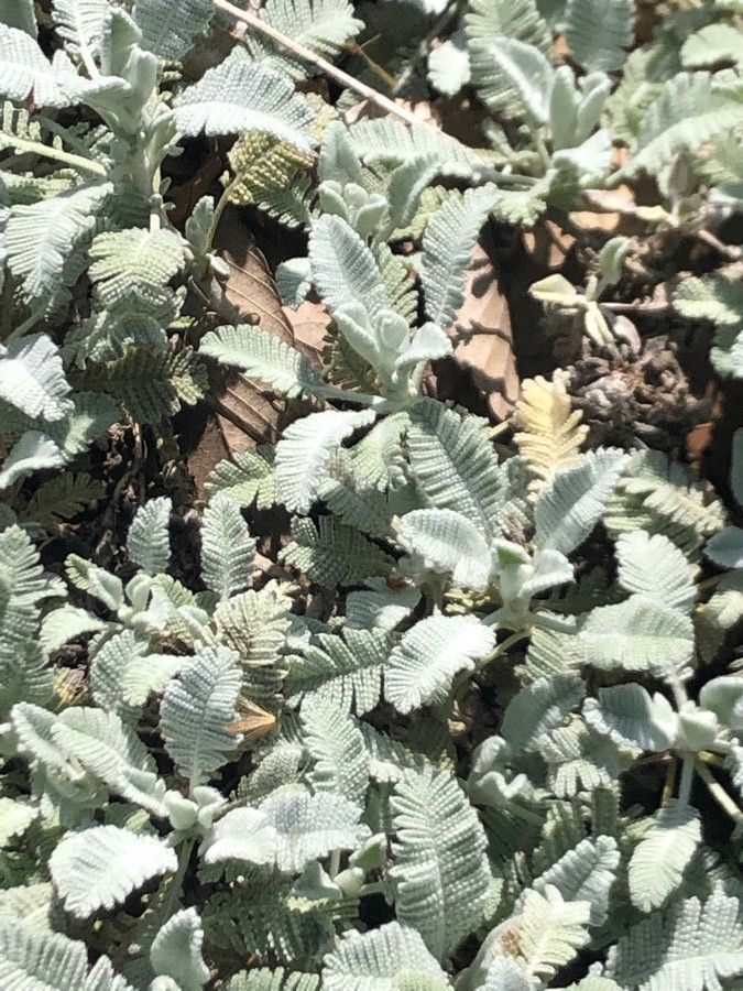 Tanacetum densum leaf