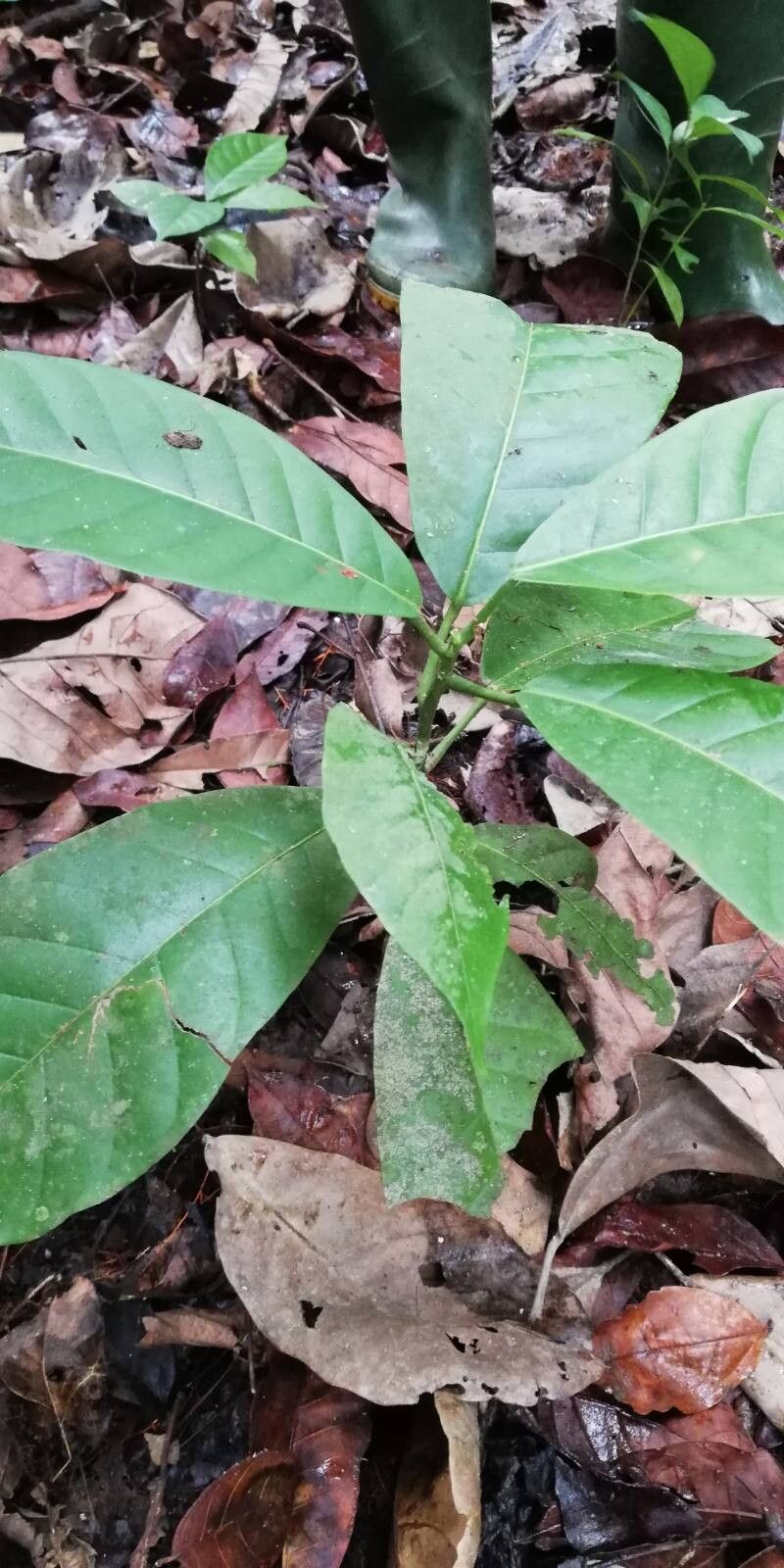 Uapaca heudelotii leaf