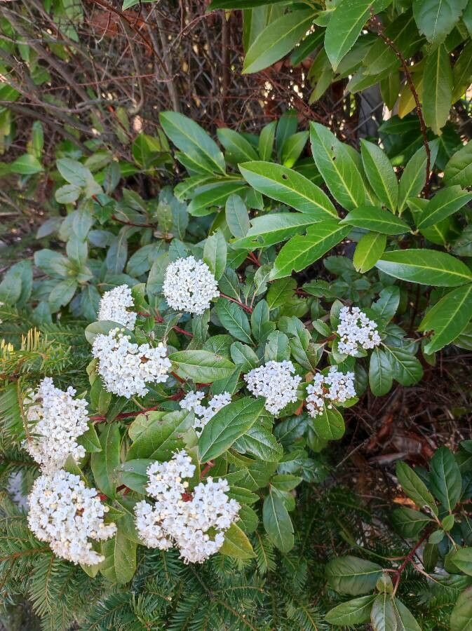 Viburnum rigidum flower