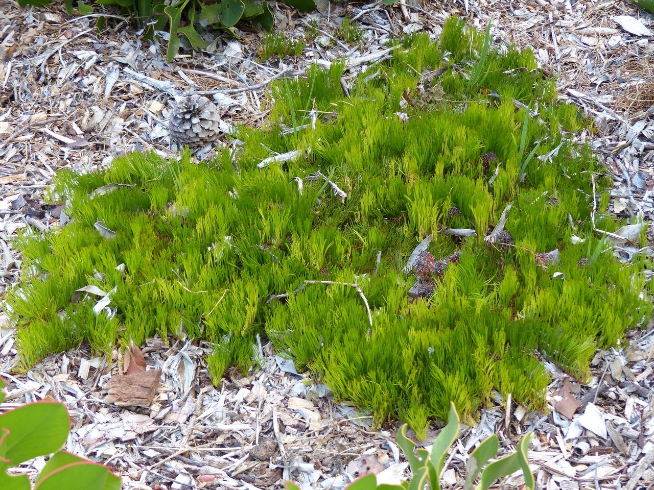 Serruria phylicoides habit