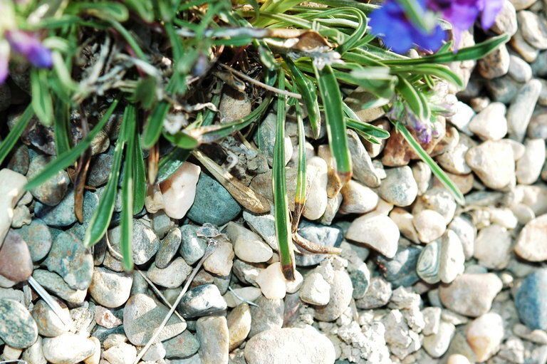 Penstemon uintahensis — houseplant care guide