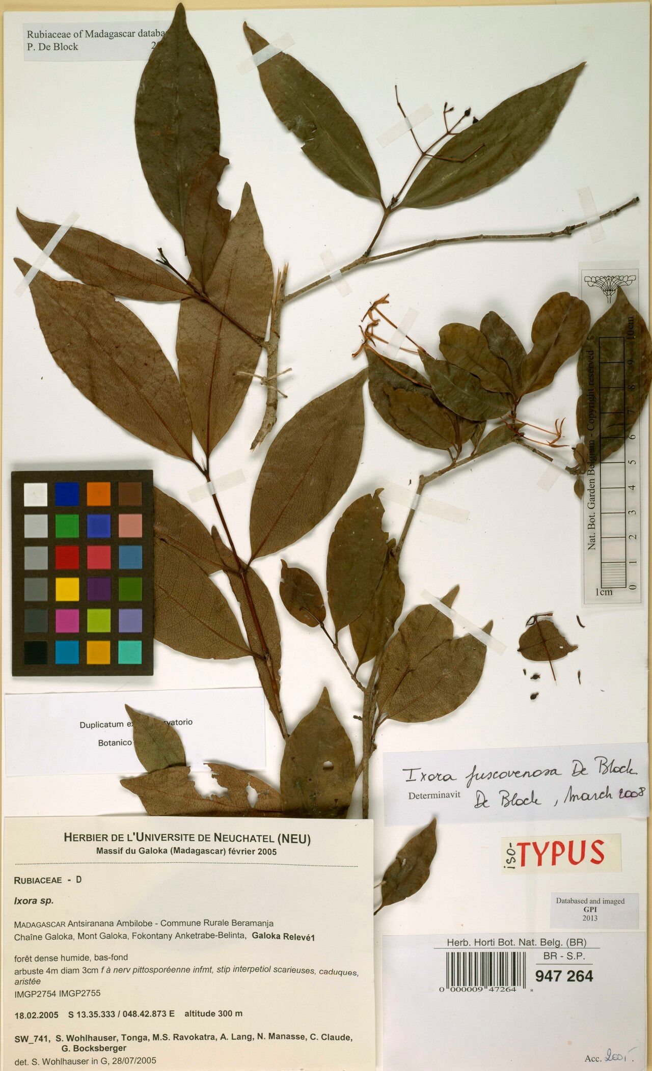 Ixora fuscovenosa — search result for 'Ixora'