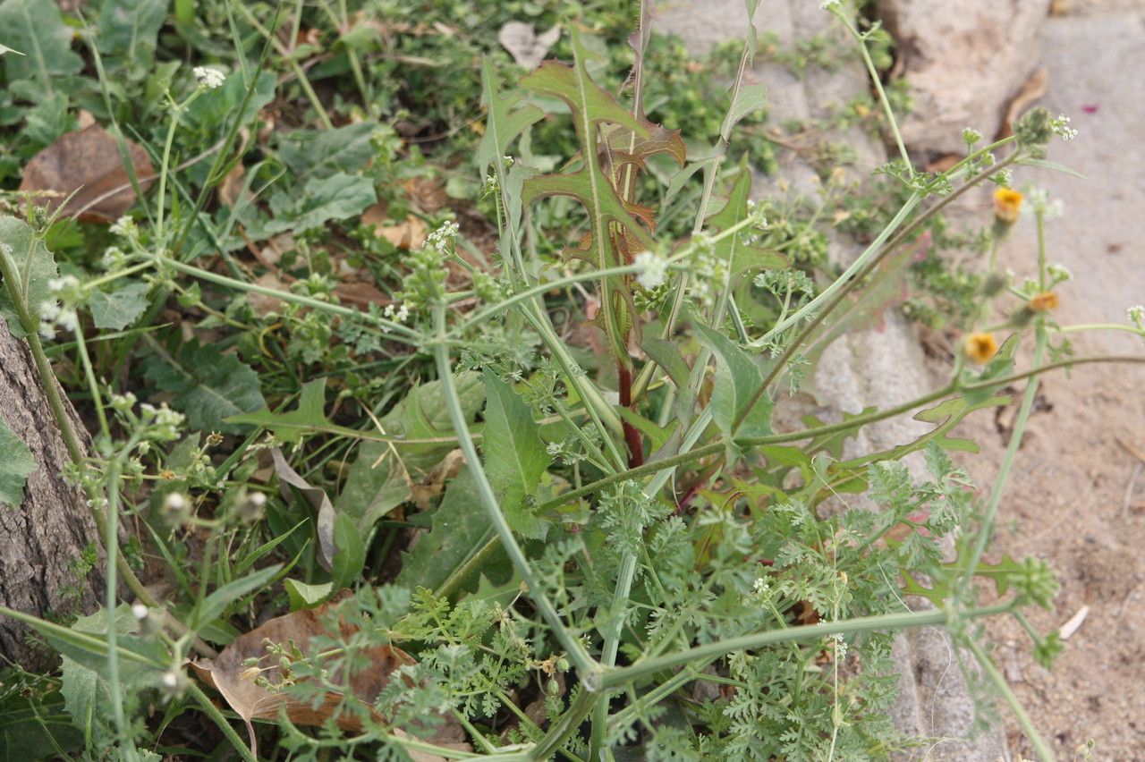 Krubera peregrina habit